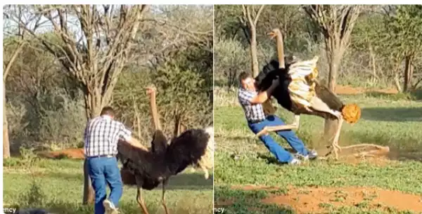 {Photos} See What Happened To A Brave Man Who Squared Up To An Ostrich.